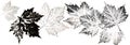 imprints of leaves - Graphics - monoprint Royalty Free Stock Photo