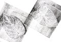 Imprints of leaves - Graphics - monoprint Royalty Free Stock Photo