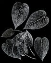 Imprints of leaves - Graphics - monoprint Royalty Free Stock Photo