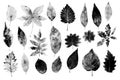 Imprints of leaves - Graphics - monoprint Royalty Free Stock Photo
