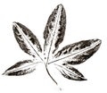 Imprints of leaves on paper