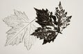 Imprints of leaves on a paper