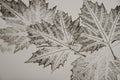 Imprints of leaves on a paper Royalty Free Stock Photo