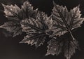 Imprints of leaves on a paper