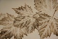 Imprints of leaves on a paper