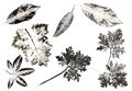 Imprints of leaves on paper