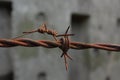 imprisonment concept wall concrete gray macro spikes wire barbed wire barbed rusty Royalty Free Stock Photo