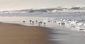 An improbable landing on the edge of the beach at Lacanau Ocean.