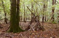 Improvised wigwam shelter built from fallen branches