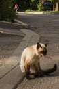 Imprudent Multicolored stray cat sitting on the natural background