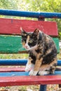 Imprudent Multicolored stray cat sitting on the natural background