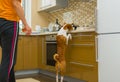 Impudent basenji dog is desperately stealing meat in the kitchen Royalty Free Stock Photo