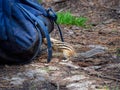 An impudent and curious chipmunk is gnawing on a tourist backpack in the forest at a tourist campsite Royalty Free Stock Photo