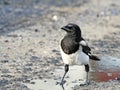Impudent and mean magpie. Royalty Free Stock Photo