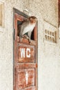 An impudent monkey sits on the door of the women`s toilet and does not let anyone there. Cheerful, humorous background