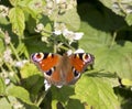 Inachis Io European peacock butterfly