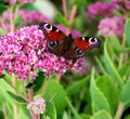 Inachis io butterfly Royalty Free Stock Photo