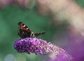 Inachis Io butterfly on a butterfly bush Buddleia