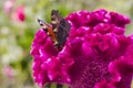 Inachis io Butterfly sitting on a flower celosia a comb bright colors Royalty Free Stock Photo