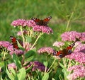 Inachis io butterflys Royalty Free Stock Photo