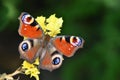 Inachis Io, Peacock butterfly