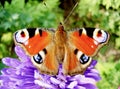 Inachis io sitting on blue flower, European Peacock butterfly on vivid green background, close up. Royalty Free Stock Photo