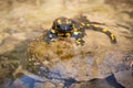 Inactive fire salamander resting in water on sunny spring day with warm light