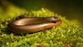 Inactive slowworm basking in summer nature on green moss