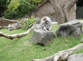 Inappropriate monkey on a rock