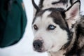 Husky sled dog in Inari