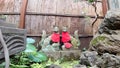 Shrine, Osan Inari and Furuki Benzaiten in Botan, Koto-ku, Tokyo, Japan