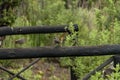 Inarticulate talk between two bird in Giants Castle KwaZulu-Natal nature reserve area