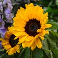 sunflowers for sale at Albinelli market, Modena Emilia Romagna Italy