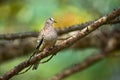 The Inca dove or Mexican dove Columbina inca. A bird sitting on a branch in beautiful light. Wildlife scene from Costa Rica