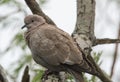 Inca Dove