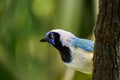 Inca jay on a tree in the Papiliorama Zoo in Switzerland Royalty Free Stock Photo