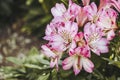 Inca lily or alstroemeria litu L. pretty orange and red flower in the garden