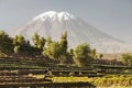 Inca's gardens with farm animals and volcano Misti