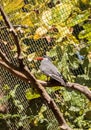 Inca tern bird called Larosterna inca Royalty Free Stock Photo