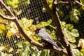 Inca tern bird called Larosterna inca Royalty Free Stock Photo
