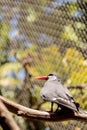 Inca tern bird called Larosterna inca Royalty Free Stock Photo
