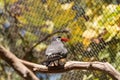Inca tern bird called Larosterna inca Royalty Free Stock Photo