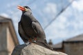 Inca tern bird