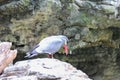 Inca tern bird Royalty Free Stock Photo