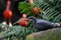 Inca tern Bird Royalty Free Stock Photo