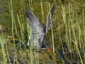 Inca tern bird swoops down into shallow water