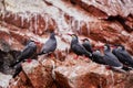 Inca Tern birds