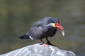 Inca Tern Eating a Fish While on a Rock Royalty Free Stock Photo