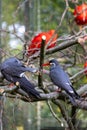 The Inca tern (Larosterna inca) closeup photo Royalty Free Stock Photo