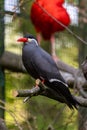 The Inca tern (Larosterna inca) closeup photo Royalty Free Stock Photo
